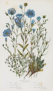 Blomstrende planter i Storbritannien: Mossy Cyphel, Perennial Flax, Narrow Leaved Flax, Common Flax, Cathartic Flax, Thyme Leaved Flax Seed, Slender Buffonia (farvelitografi) af English School