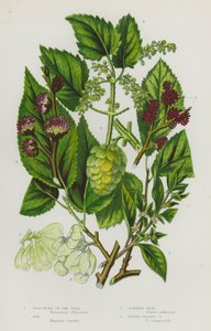 Blomstrende planter i Storbritannien: Pellitory of the Wall, Hop, Common Elm, Broad-Leaved Elm (farvelitografi) af English School