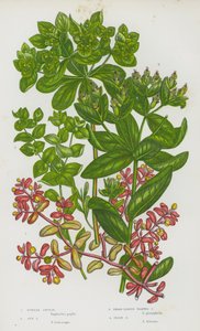 Blomstrende planter i Storbritannien: Purple Spurge, Sun Spurge, Broad Leaved Warted Spurge, Irish Spurge (farvelitografi) af English School