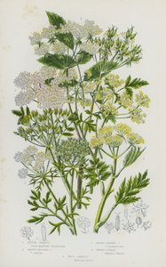 Blomstrende planter i Storbritannien: Ru kørvel, tawny frugtet kørvel, bredbladet kørvel, sød cicely, vild gulerod (farve litho) af English School