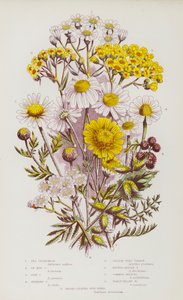 Blomstrende planter i Storbritannien: Havkamille, okseøjekamille, majskamille, stinkende kamille, nyse-urt-ryllike, prikket-bladede rylle, almindelig-gul milfoil, bredbladet bur-ukrudt (farve litho) af English School