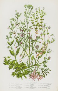 Blomstrende planter i Storbritannien: Strandportulak, vinterportulak, alpeportulak, finbladet strandportulak, fladtoppet strandportulak, frynset strandportulak, timianbladet strandportulak, tretårnet strandportulak, lilla strandportulak, strandportulak (fa af English School