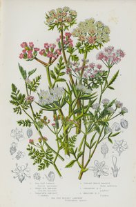 Blomstrende planter i Storbritannien: Sea Side Carrot, Small Bur Parsley, Great Bur Parsley, Upright Hedge Parsley, Spreading Hedge Parsley, Knotted Hed Parsley, Sea Side Prickly Samphire (farvelitografi) af English School