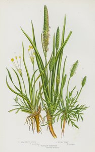 Blomstrende planter i Storbritannien: Strandvejbred, bukkehorn, strandvejbred (farvelitografi) af English School