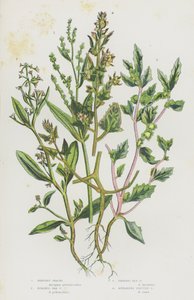 Blomstrende planter i Storbritannien: Shrubby Orache, Stalked Sea Orache, Frosted Sea Orache, Spreading Fruited Orache (farvelitografi) af English School