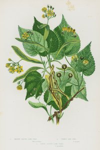Blomstrende planter i Storbritannien: glatbladede lindetræer, almindelige lindetræer, store blade lindetræer (farve litho) af English School