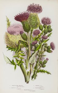 Blomstrende planter i Storbritannien: Spear Plume Thistle, Marsh Plume Thistle, Creeping Plume Thistle, Woolly Headed Plume Thistle, Melancholy Plume Thistle (farvelitografi) af English School