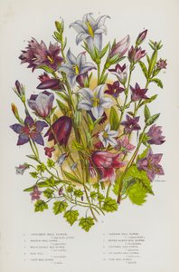 Blomstrende planter i Storbritannien: Spredt klokkeblomst, Rampionklokkeblomst, Ferskenbladet klokkeblomst, Hårklokke, Kæmpeklokkeblomst, Krybende klokkeblomst, Brændenældebladet klokkeblomst, Klyngeklokkeblomst, Vedbendbladet klokkeblomst, Majsklokkebloms af English School