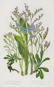 Blomstrende planter i Storbritannien: Spredning af pigget havlavendel, fjernblomstret havlavendel, opretstående pigget havlavendel, matteret sparsommelighed (farve litho) af English School