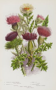 Blomstrende planter i Storbritannien: Knoldet tidsel, Eng-tidsel, Dværg-tidsel, Bomulds-tidsel, Kær-tidsel (farvelitografi) af English School