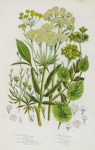 Blomstrende planter i Storbritannien: Vandpastinak, Smalbladet Vandpastinak, Smalbladet Hareøre, Almindelig Hareøre, Slanke Hareøre, Falcate-Leaved Hares Ear (farve litho) af English School