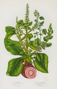 Blomstrende planter i Storbritannien: vild amaranth, roer, stinkende gåsefod, mange frøet gåsefod (farve litho) af English School