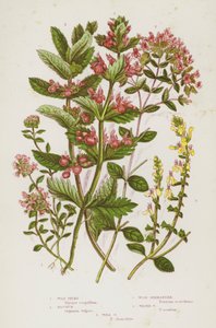 Blomstrende planter i Storbritannien: Vild timian, Majorum, Wood Germander, Water Germander, Wall Germander (farve litho) af English School