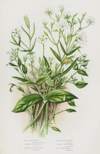 Blomstrende planter i Storbritannien: Skovmynte, Almindelig Mynte, Stor Mynte, Sump-Mynte, Lille Mynte, Mose-Mynte (farvelitografi) af English School