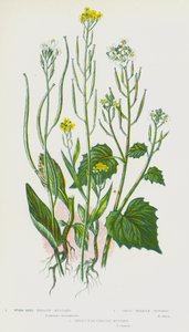 Blomstrende planter i Storbritannien: Ormefrø sirupsennep, hvidløgssirupsennep, hare-øre sirupsennep (farve litho) af English School