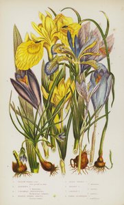 Blomstrende planter i Storbritannien: Yellow Water Iris, Stinking Iris, Columnas Trichonema, Purple Spring Crocus, Least Spring Crocus, Golden Crocus, Safran Crocus, Nøgen-blomstrende krokus (farve litho) af English School
