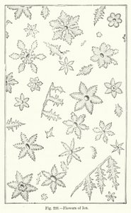 Flowers of Ice (gravering) af English School