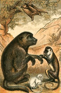 Flyvende Lemur, Bavian, Diana Monkey og Marmoset af English School