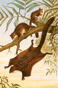 Flyvende egern af English School