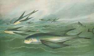 Flyvende fisk af English School