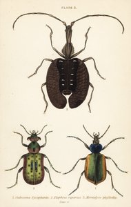 Skovlarvejæger, Calosoma sycophanta 1, jordbille, Elaphrus riparius 2 og violinbille, Mormolyce phyllodes 3 af English School