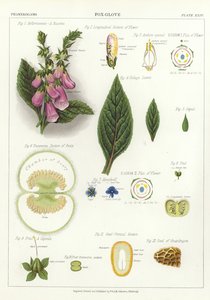 Foxglove af English School