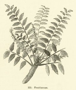 Frankincense (gravering) af English School