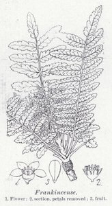 Frankincense (litho) af English School