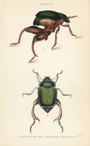 Frøbensbille eller kængurubille, Sagra papuana 1, og skinnende bladbille, Chrysophora chrysochlora af English School