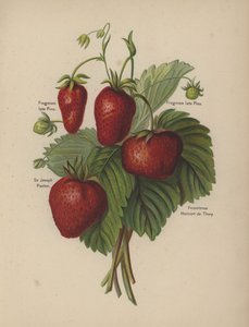 Frogmore sent Pine, Sir Joseph Paxton, Vicomtesse Hericart de Thury af English School