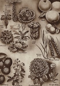 Frugter, grøntsager og blomster og de vilde sorter, hvorfra de blev dyrket (litho) af English School