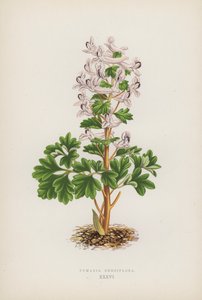 Fumaria Densiflora (farve litho) af English School