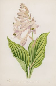 Funkia Undulata; B Variegata (farvelitografi) af English School
