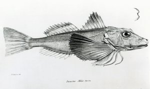 Galapagos Gurnard, plade 6 fra 