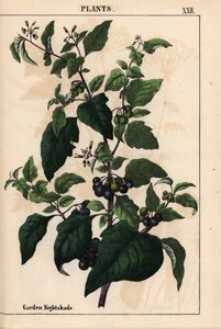 Have eller sort natskygge med sorte bær Solanum nigrum   , fra "The Instructive Picturebook, or Lessons from the Vegetable World," [Charlotte Mary Yonge], Edinburgh af English School