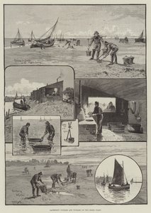 At samle hjertemuslinger og blink på Essex-kysten (gravering) af English School