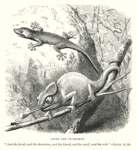 Gecko og kamæleon (gravering) af English School