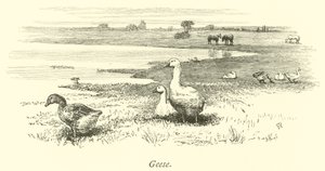 Geese  af English School