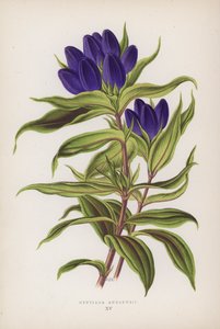Gentiana Andrewsii (farvelitografi) af English School
