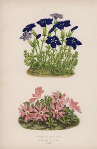 Gentiana Bavarica; Primula Minima (farve litho) af English School