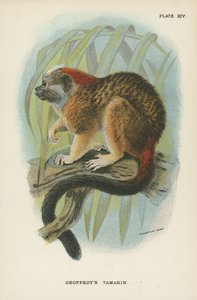 Geoffroys Tamarin af English School