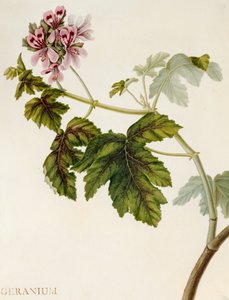 Geranium (wc på vellum) af English School