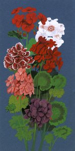 Geraniums af English School
