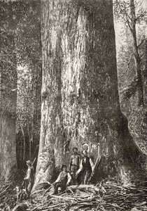 Giant Gum Tree, ca. 1880, fra "Australian Pictures" af Howard Willoughby, udgivet af Religious Tract Society, London, 1886 af English School