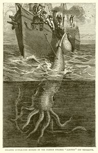 Gigantisk cuttle-Fish Hooked af den franske Steamer Alecton Off Teneriffe af English School