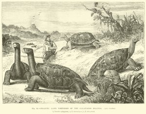 Gigantic Land Tortoises of the Galapagos Islands  af English School