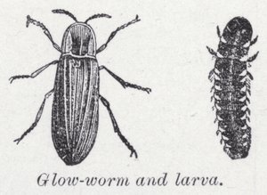 Glødeorm og larve (litho) af English School