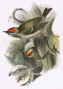 Goldcrest (nederst) og Firecrest (øverst) af English School