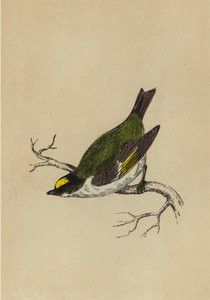 Golden-Crested Wren (farvelitografi) af English School