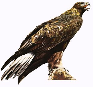 gylden ørn af English School